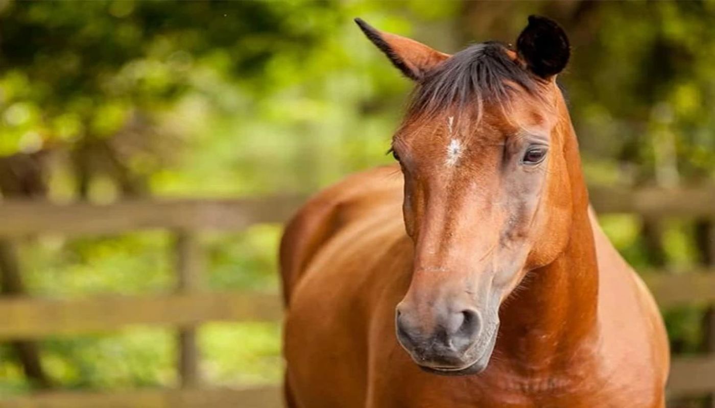 The Refuge A Healing Place